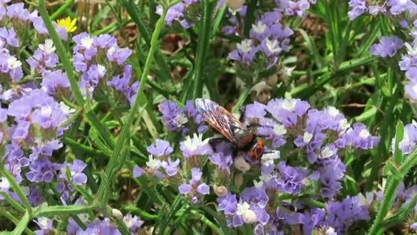 Scoliid wasps (Megascolia maculata), biggest of all european wasps — Stock Video