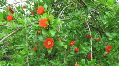 Nar çiçeği Girit (Yunanistan) bahar içinde. twigs Rüzgar esiyor.