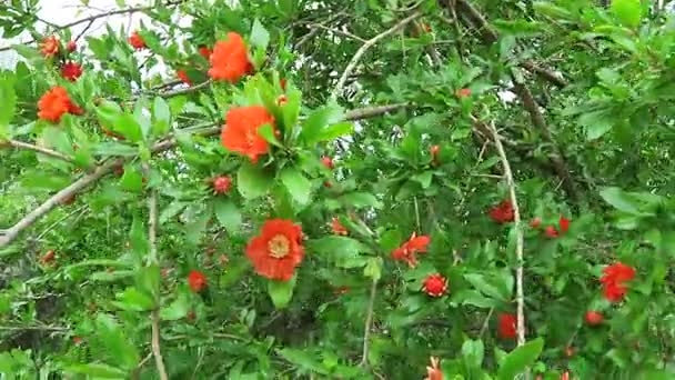 Flor de granada en primavera en Creta (Grecia). sopla viento por las ramitas . — Vídeo de stock