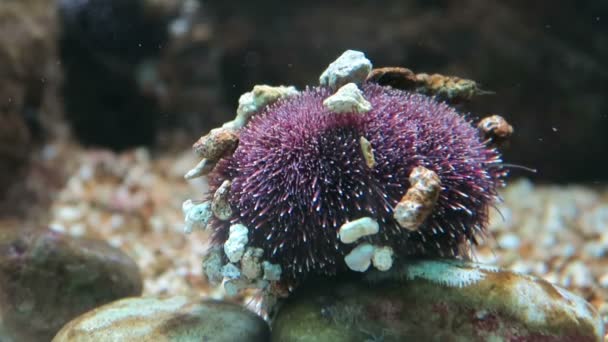 Sea urchin under water. small legs moving. — Stock Video