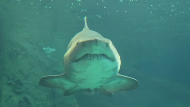 Frente a um tubarão nadando na água. dentes visíveis . — Vídeo de Stock