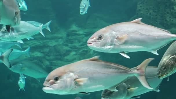 Peixes no mar Mediterrâneo de creta — Vídeo de Stock