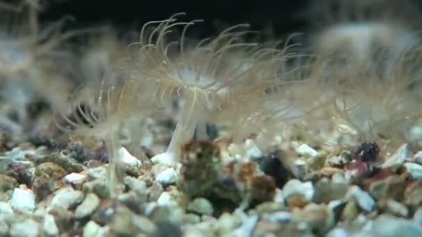 Cerianthus, tube-bostad anemoner — Stockvideo