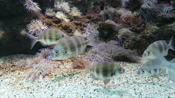 Peixes no mar Mediterrâneo de creta — Vídeo de Stock