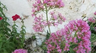 Sinek kuşu Şahin-güve kırmızı valerian (Centranthus ruber) çiçek.