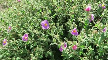 Cistus creticus (pembe Rock-gül, ağarmış Rock-gül)