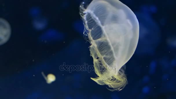 Плавание медуз в воде. Средиземное море — стоковое видео