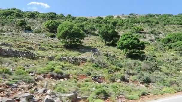 Road to mountain village Krasi on Crete / Greece. Езда по дороге с оливковыми деревьями в сторону — стоковое видео