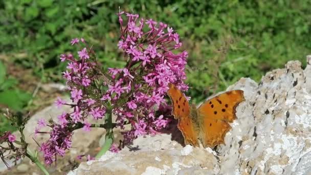 POLYGONIA c-album motyl na kwiat czerwony waleriany (Centranthus ruber) — Wideo stockowe