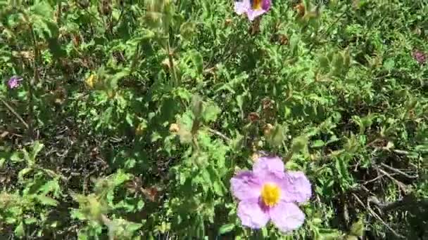 Cistus creticus (Rosa Rock-Rose, Hoary Rock-Rose ) — Vídeos de Stock