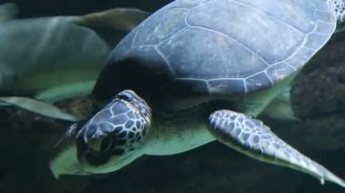 Deniz Akdeniz Denizde yüzme kaplumbağası (Caretta caretta)