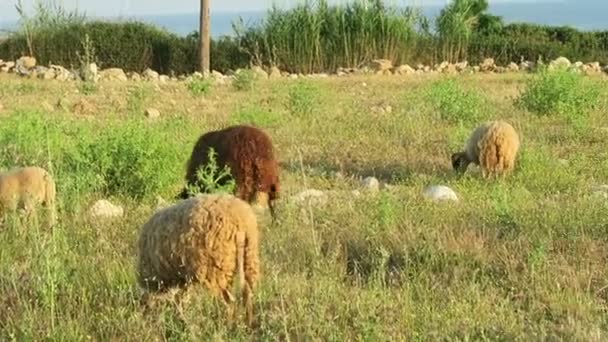 在草甸在克里特岛 （希腊的羊). — 图库视频影像