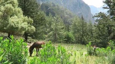 İnsanlar aracılığıyla Samiriye Gorge Girit (Yunanistan, hiking). 