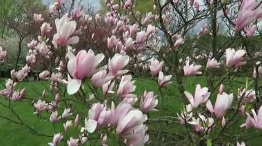 pembe Manolya ağacı çiçeği içinde