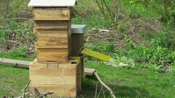 Honungsbin flyger framför en bikupa. — Stockvideo