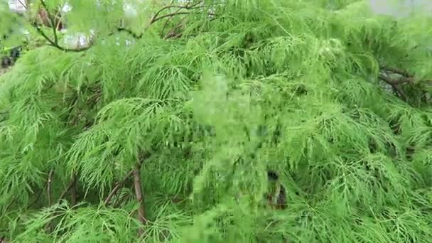 Зеленый японский клен на ветру . — стоковое видео