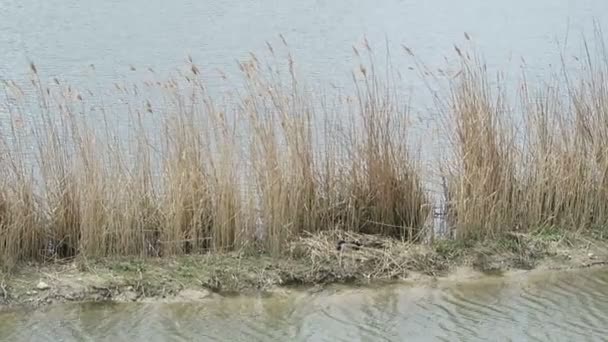 Néhány Tőkés kacsa a fészket. a berlin folyó wulhe Natur. — Stock videók