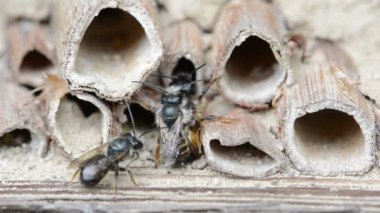 üzerinde böcek otel bahar çiftleşme vahşi yalnız arılar (osmia bicornis)