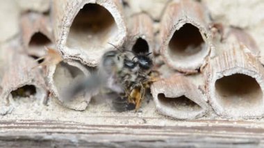 üzerinde böcek otel bahar çiftleşme vahşi yalnız arılar (osmia bicornis)