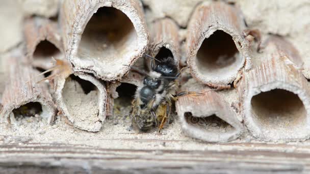 Wild solitary bees (osmia bicornis) mating on insect hotel at springtime — Stock Video