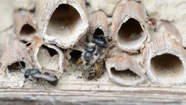 Дикие одинокие пчелы (osmia bicornis) спариваются в отеле для насекомых весной — стоковое видео