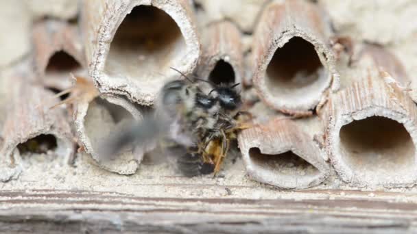 Дикі одиночні бджоли (сомія бікорніс) спаровуються на готелі комах навесні — стокове відео