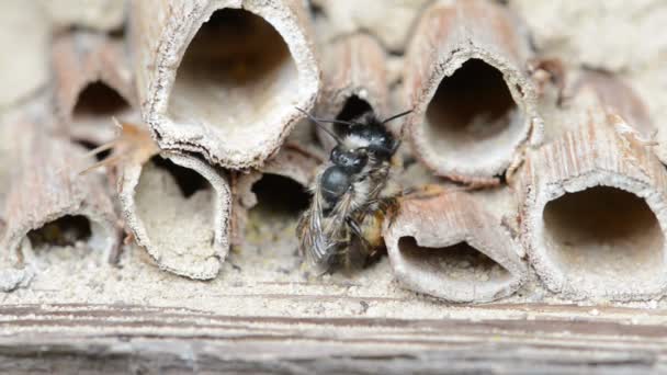 Vilda ensamma bin (osmia bicornis) parning om insekt hotel på springtime — Stockvideo