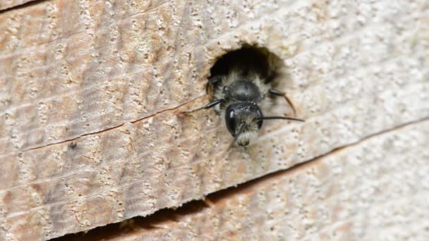Eenzame wilde bijen (Osmia bicornis) kijken uit een gat in een boomstam. insecten hotel. — Stockvideo