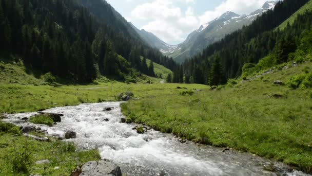 Лес и дикий ручей в долине Циллерталь Schwarzachtal (Австрия ) — стоковое видео