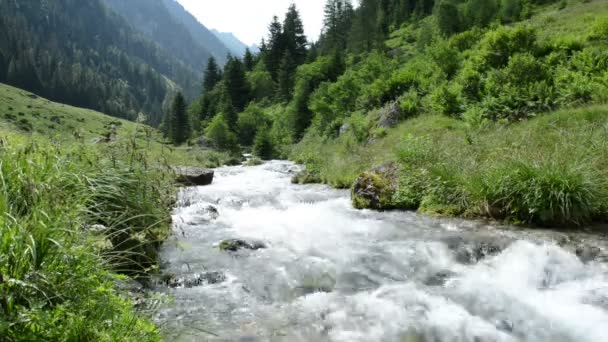 Hutan dan aliran liar di lembah Zillertal Schwarzachtal (Austria ) — Stok Video
