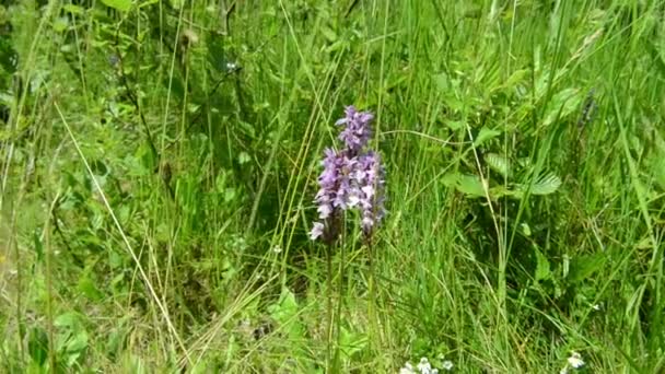 Heath fläckig orkidé, även känd som Moorland fläckig Orchid (dactylorhiza maculata) — Stockvideo
