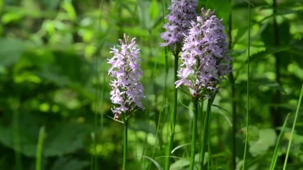 Heath Spotted Orchid, also known as Moorland Spotted Orchid (dactylorhiza maculata) — Stock Video