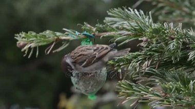 Erkek evi serçe tohumlar kuş yağ topu üzerinde arama