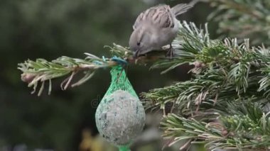 Erkek evi serçe tohumlar kuş yağ topu üzerinde arama