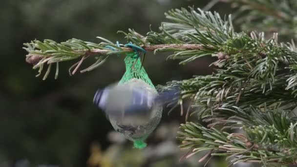 Blue tit feeding on bird fat ball in winter. — Stock Video