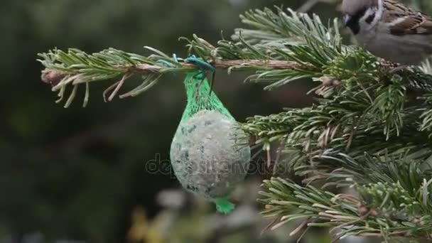 Great tit and sparrow feeding on bird fat ball in winter — Αρχείο Βίντεο