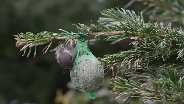 Haussperling sucht Samen auf Vogelfett-Ball — Stockvideo