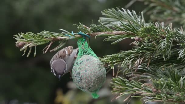 Manliga gråsparven söka frön på fågeln fett ball — Stockvideo