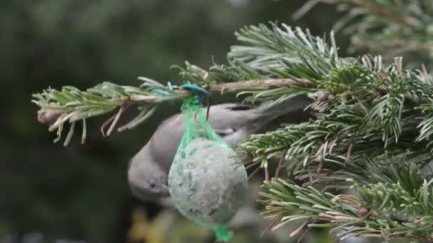 Mannelijke huismus zaden op vogel vet bal zoeken — Stockvideo