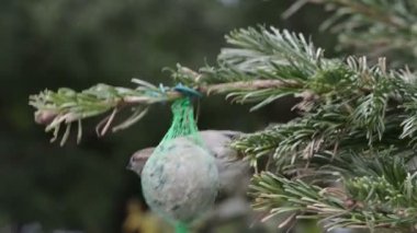 Erkek evi serçe tohumlar kuş yağ topu üzerinde arama