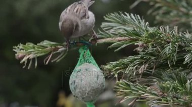 Erkek evi serçe tohumlar kuş yağ topu üzerinde arama