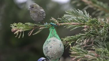 Mavi baştankara kuş yağ topa kış aylarında beslenme.
