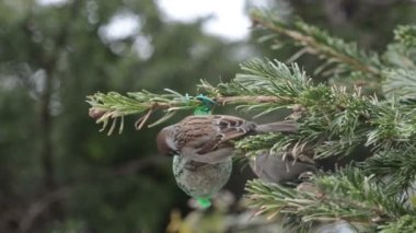 Mavi baştankara ve serçe kuş yağ topa kış aylarında beslenme.