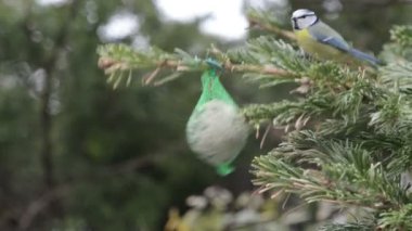 Mavi baştankara ve serçe kuş yağ topa kış aylarında beslenme.