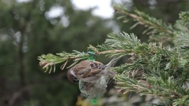 Erkek evi serçe tohumlar kuş yağ topu üzerinde arama