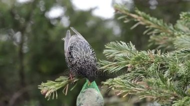 starling tohumlar kuş yağ topu üzerinde arama