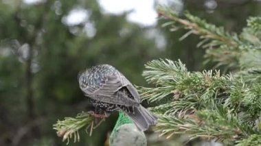 starling tohumlar kuş yağ topu üzerinde arama