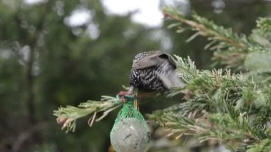 starling tohumlar kuş yağ topu üzerinde arama