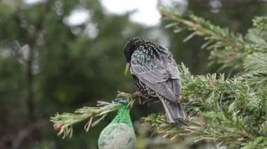 starling tohumlar kuş yağ topu üzerinde arama