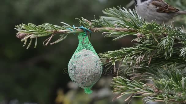 Gorrión de casa macho buscando semillas en bola de grasa de pájaro — Vídeos de Stock